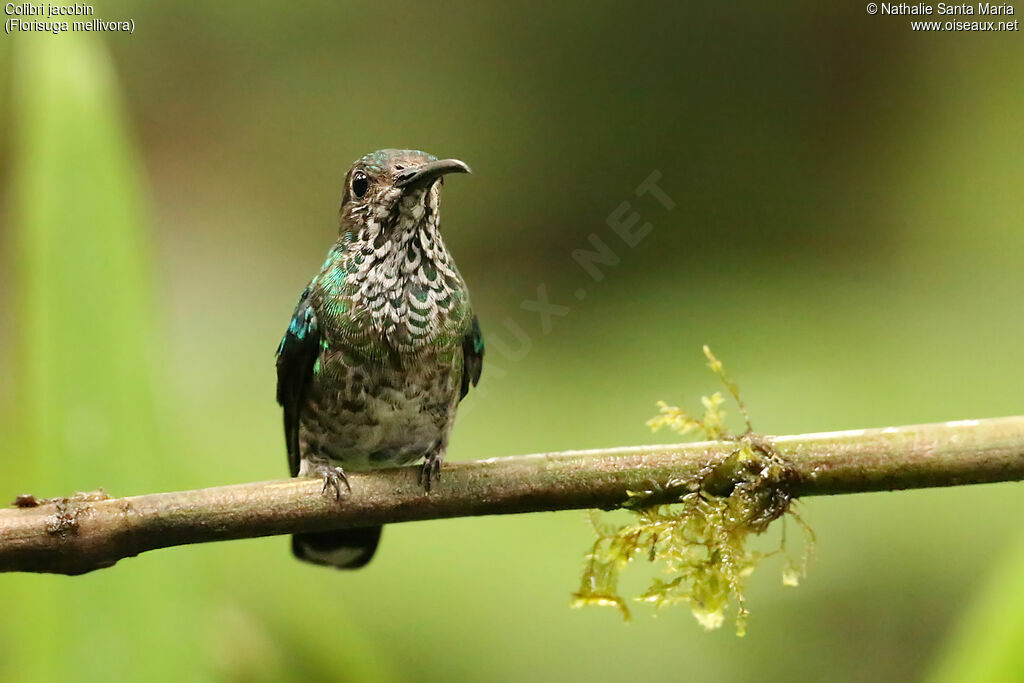 White-necked Jacobin female adult, identification