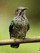 White-necked Jacobin