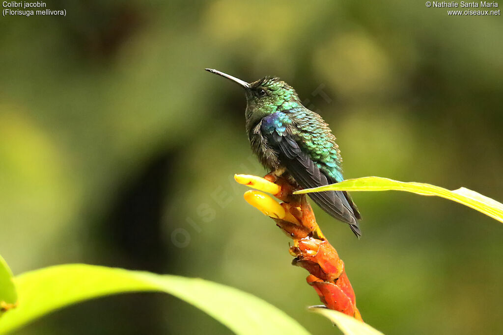 Colibri jacobin femelle adulte, identification