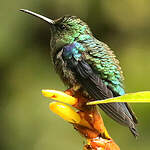 Colibri jacobin