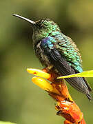 White-necked Jacobin