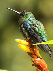 Colibri jacobin