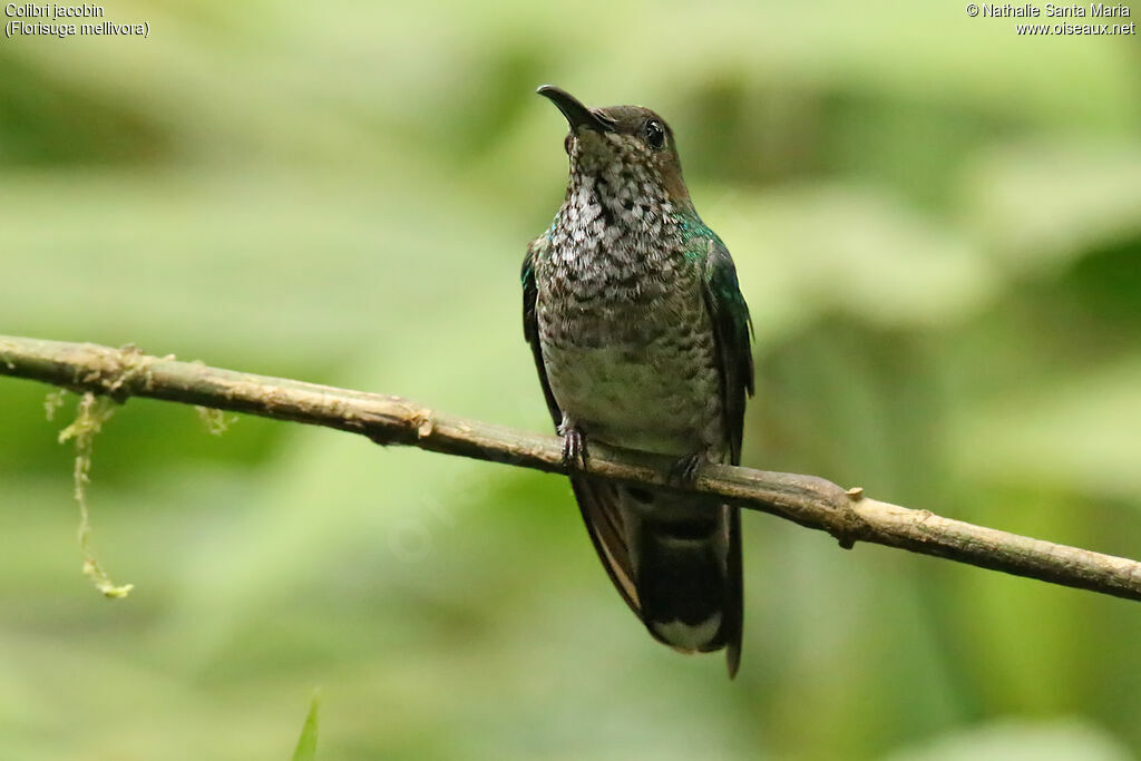 White-necked Jacobin female, identification