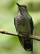 White-necked Jacobin