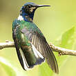 Colibri jacobin
