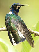 White-necked Jacobin