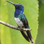 Colibri jacobin