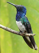 White-necked Jacobin