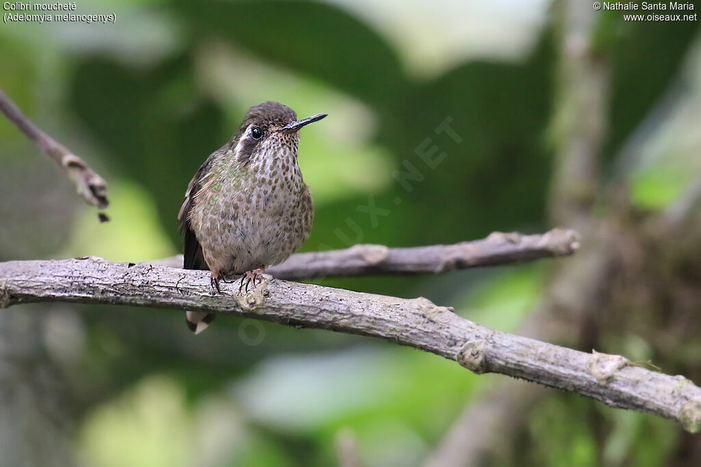 Colibri mouchetéadulte, identification