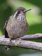 Colibri moucheté