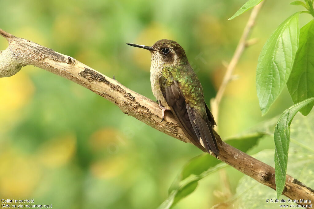 Colibri mouchetéadulte, identification