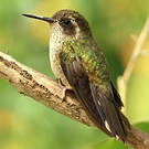 Colibri moucheté
