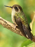 Colibri moucheté