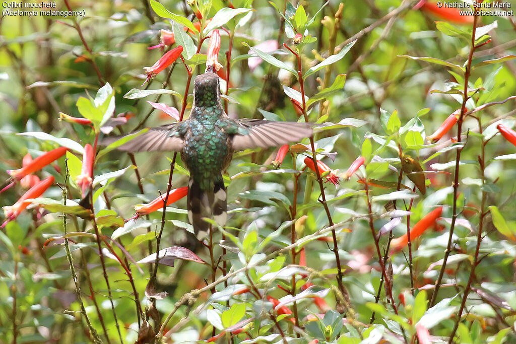 Colibri moucheté, Vol, régime