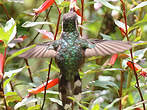 Colibri moucheté