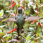 Colibri moucheté