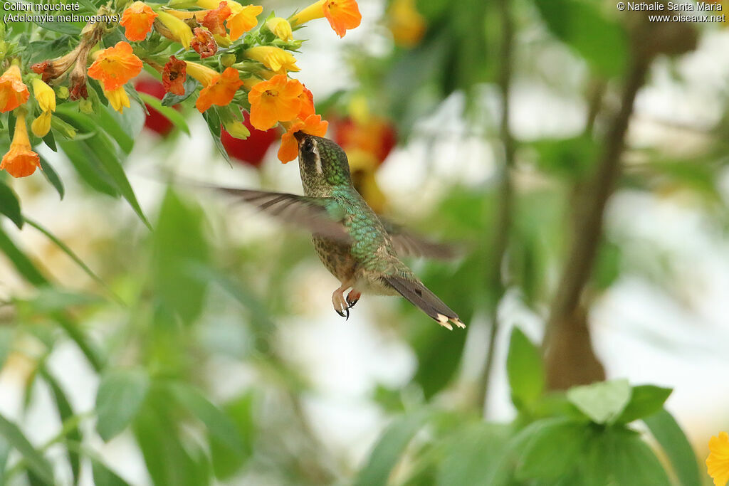 Colibri mouchetéadulte, identification, régime