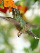 Speckled Hummingbird