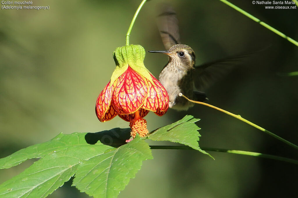 Colibri mouchetéadulte, identification, régime