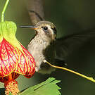 Colibri moucheté