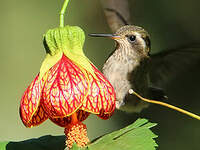 Colibri moucheté