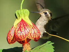 Speckled Hummingbird