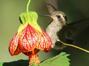 Colibri moucheté