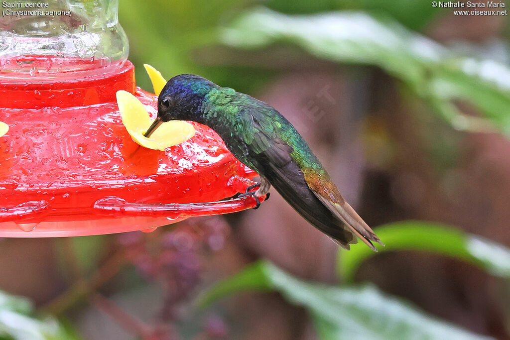 Colibri oenone