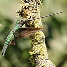 Colibri porte-épée