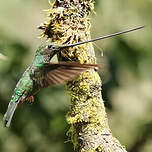 Colibri porte-épée
