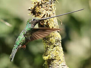 Colibri porte-épée