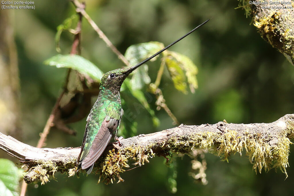 Sword-billed Hummingbirdadult, identification