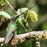 Colibri porte-épée