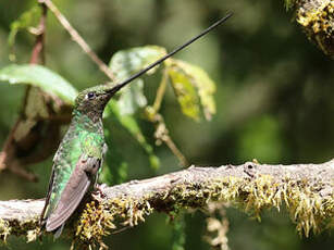 Colibri porte-épée