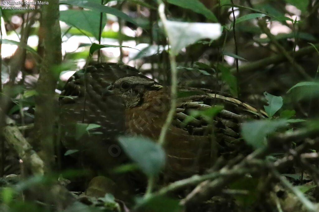 Singing Quail female adult, identification