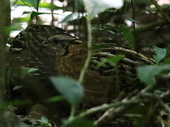 Singing Quail