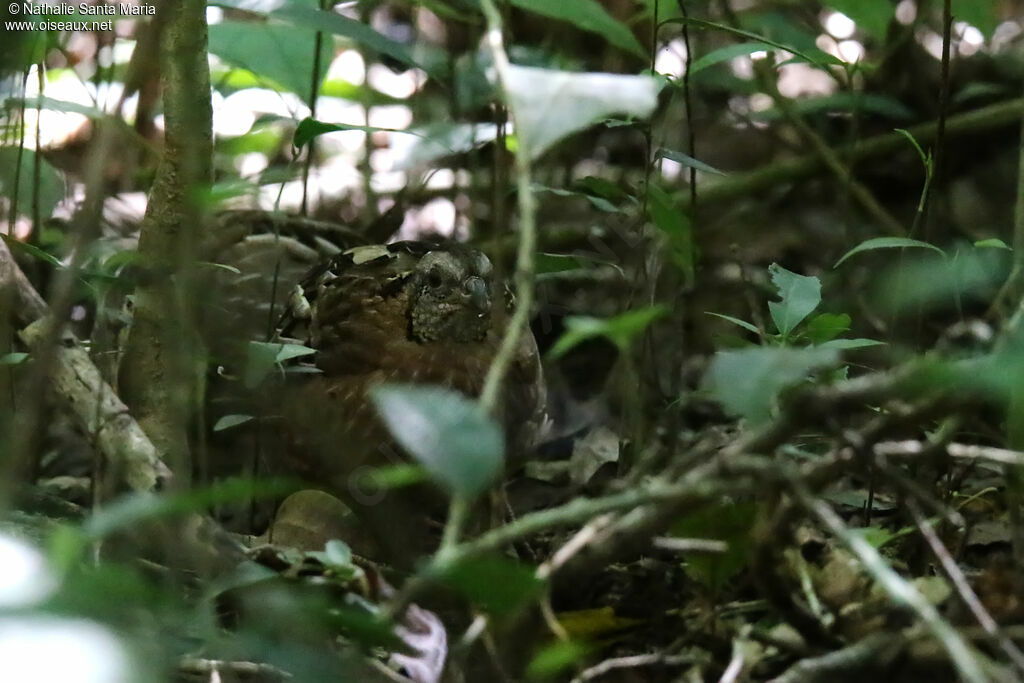 Singing Quail female adult, identification