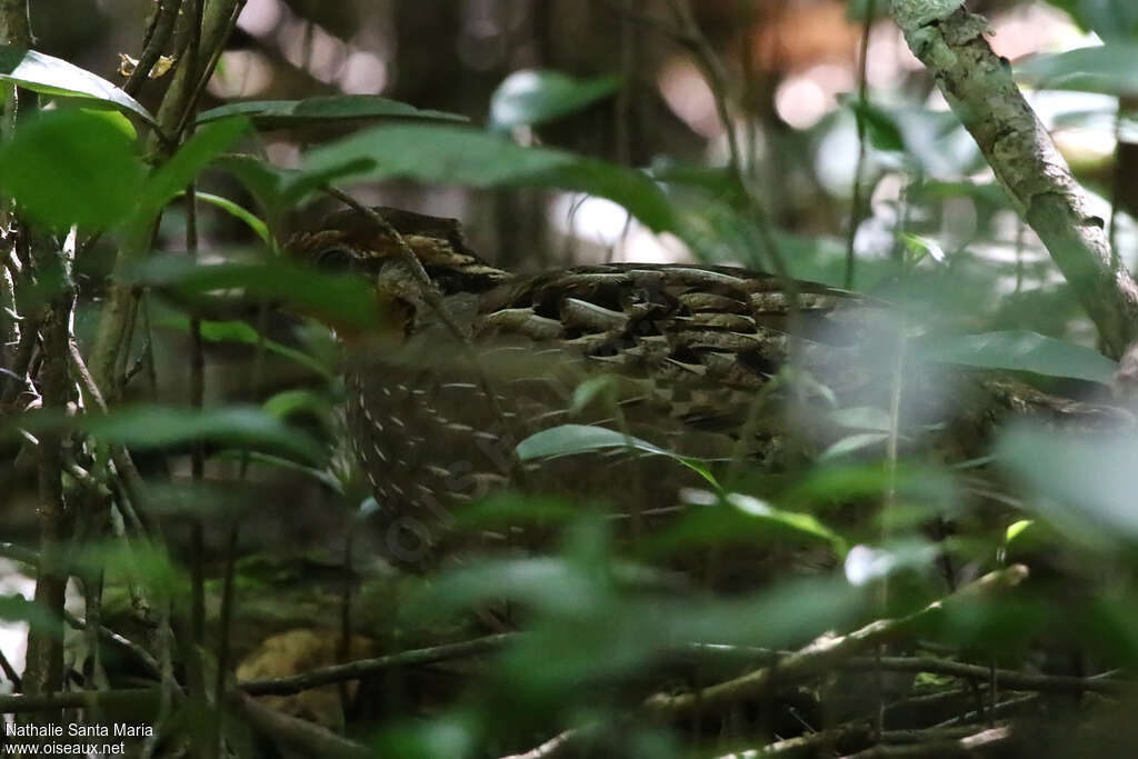 Colin chanteur mâle adulte, habitat