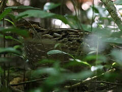 Singing Quail