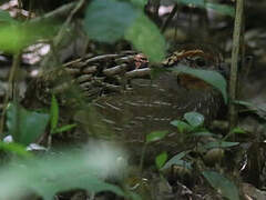 Singing Quail