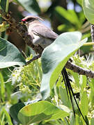 Blue-naped Mousebird