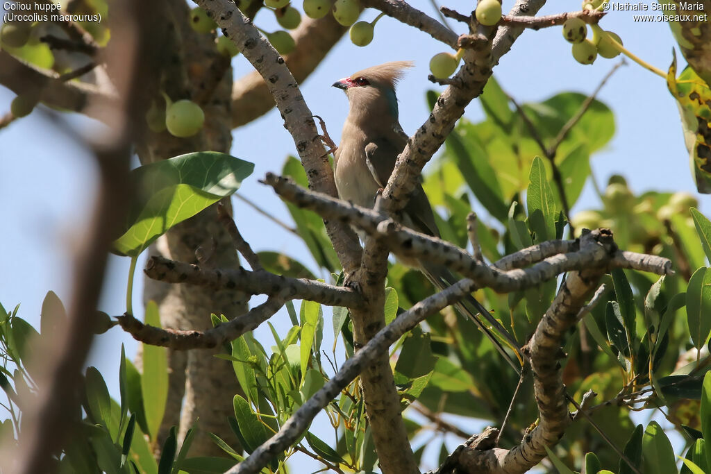 Blue-naped Mousebirdadult, identification, habitat