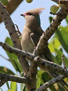 Blue-naped Mousebird