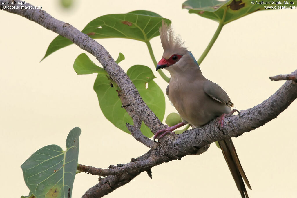 Coliou huppéadulte, identification, habitat