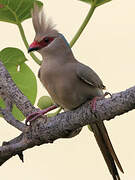 Blue-naped Mousebird