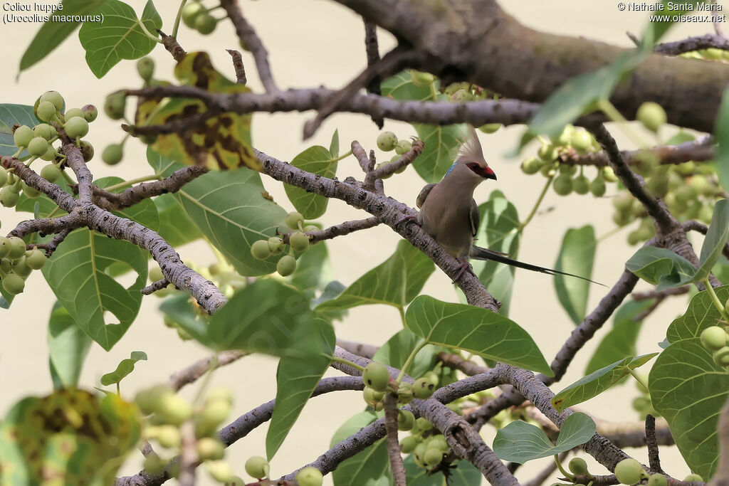 Blue-naped Mousebirdadult, identification, habitat