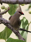 Blue-naped Mousebird