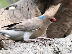 Blue-naped Mousebird