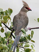 Blue-naped Mousebird