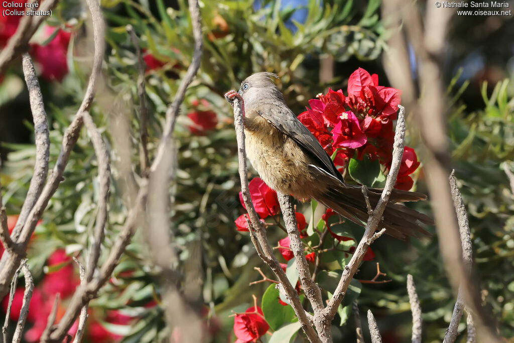 Speckled Mousebird, identification, habitat